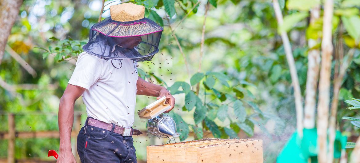 Un apicultor de Madagascar cuida de su colmena utilizando técnicas aprendidas en la formación sobre adaptación al clima.
